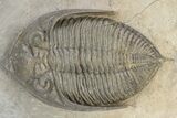 Bumpy Zlichovaspis Trilobite - Lghaft, Morocco #240535-1
